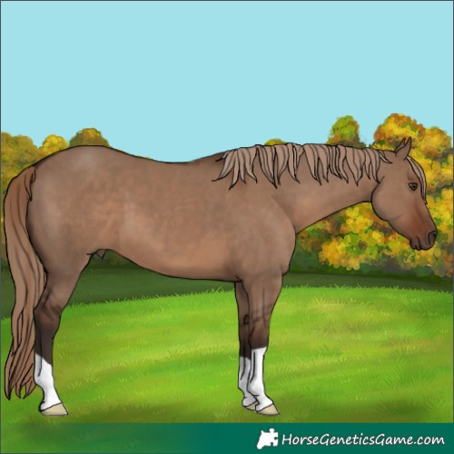 Horse Color:Liver Red Dun 