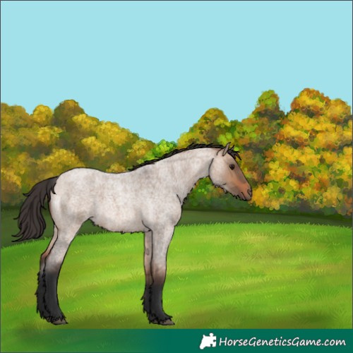 Horse Color:Bay Roan Dun 