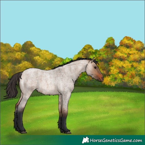 Horse Color:Bay Roan Dun 