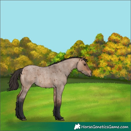 Horse Color:Bay Roan Dun 