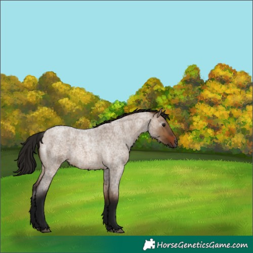 Horse Color:Gray Bay Roan Dun 