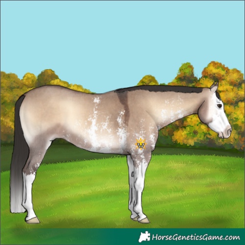 Horse Color:Liver Red Dun Onyx Sabino Splash 