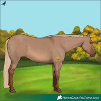 Horse Color:Red Dun