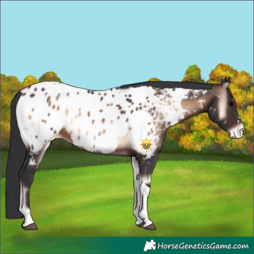 Horse Color:Brown Onyx Tobiano Appaloosa 