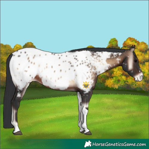 Horse Color:Brown Onyx Tobiano Near Leopard 
