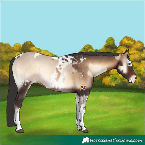 Horse Color:Liver Red Dun Onyx Sabino Splash  and Brown Onyx Tobiano Blanket 