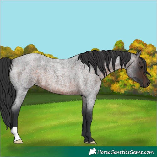Horse Color:Brown Roan 