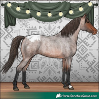Horse Color:Bay Roan Appaloosa 
