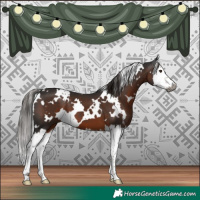 Horse Color:Gray White Spotted Liver Chestnut Splash