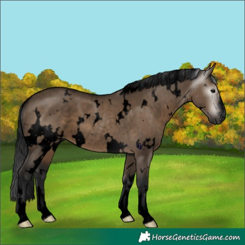 Horse Color:Gray Void White Spotted Brown Dun Rabicano 