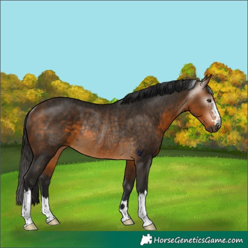 Horse Color:Gray Buckskin Rabicano 