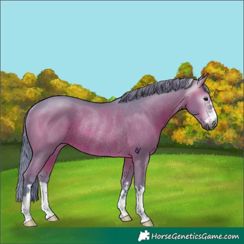 Horse Color:Gray Watercolor Brown Rabicano 