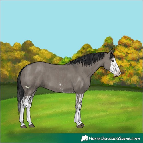 Horse Color:Grullo Sabino Splash  and Grullo Sabino Splash 