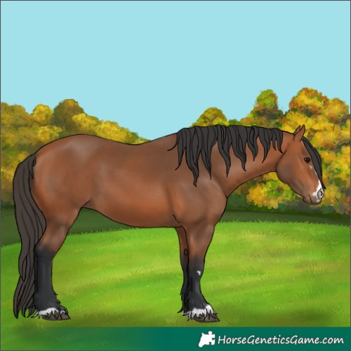 Horse Color:Bay 