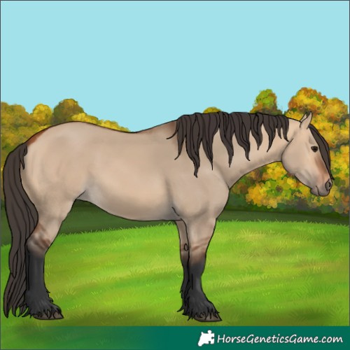 Horse Color:Bay Dun 