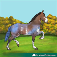 Horse Color:Bay Sabino 