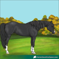 Horse Color:Black 