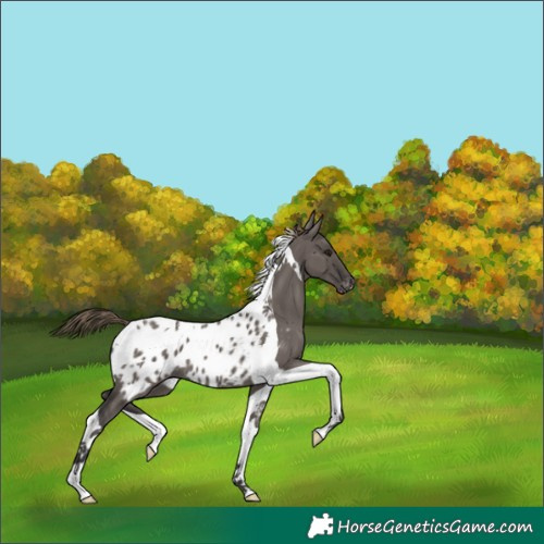 Horse Color:Smoky Grullo Tobiano Blanket 
