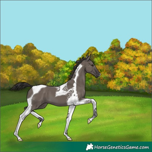 Horse Color:Smoky Grullo Tobiano