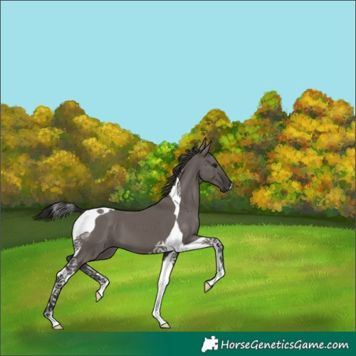 Horse Color:Smoky Grullo Tobiano 