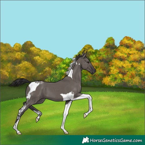 Horse Color:Smoky Grullo Tobiano 