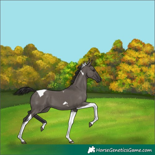 Horse Color:Smoky Grullo Tobiano