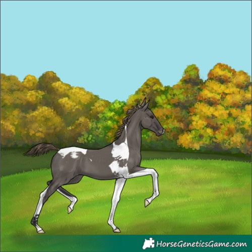Horse Color:Smoky Grullo Tobiano Varnish 