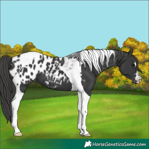 Horse Color:Black Tobiano Appaloosa 