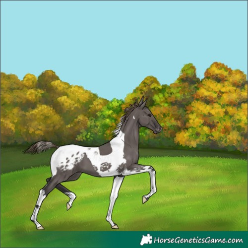 Horse Color:Smoky Grullo Tobiano Blanket