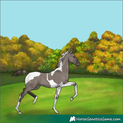 Horse Color:Smoky Grullo Tobiano Varnish 