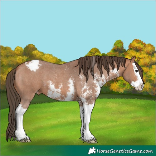 Horse Color:Bay Sabino Splash Appaloosa 