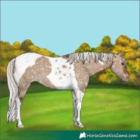 Horse Color:Silver Brown Dun Tobiano Appaloosa