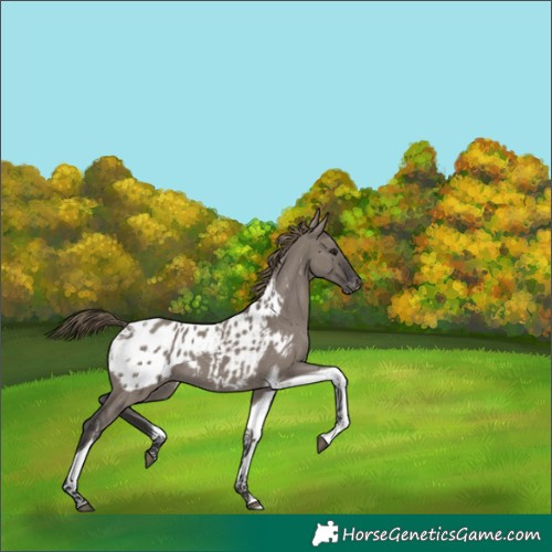 Horse Color:Smoky Grullo Tobiano Blanket 