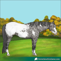 Horse Color:Grullo Frame Appaloosa 