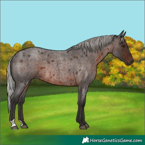 Horse Color:Silver Brown Roan Rabicano 