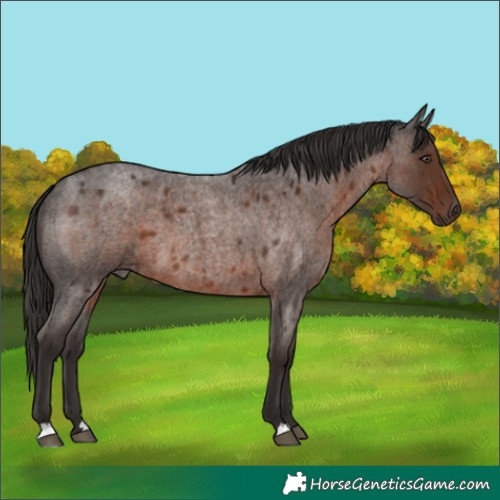 Horse Color:Liver Red Roan 