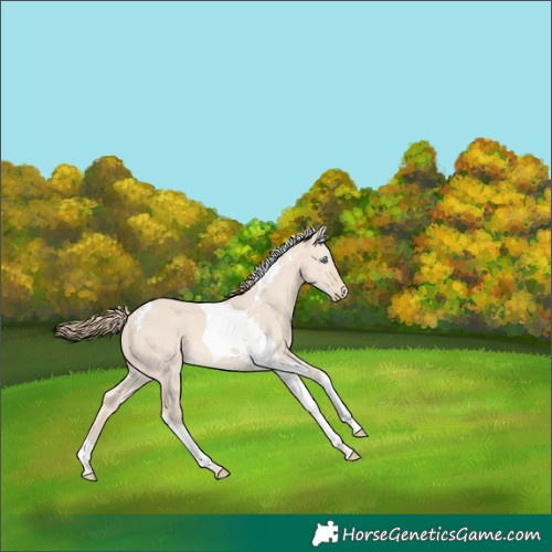 Horse Color:Perlino Dun Tobiano