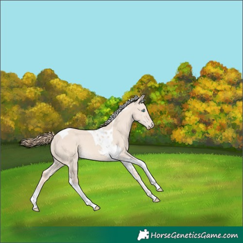 Horse Color:Perlino Dun Tobiano 