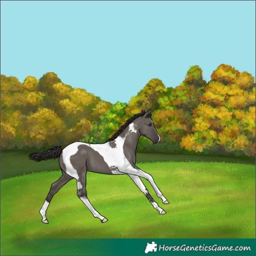 Horse Color:Smoky Grullo Tobiano 