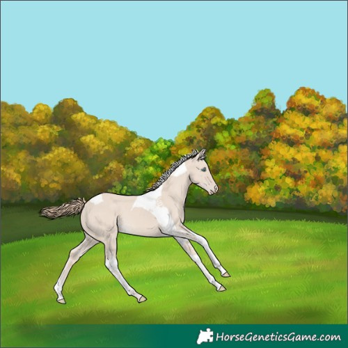 Horse Color:Smoky Creme Dun Tobiano 