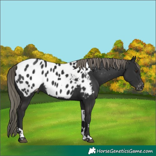 Horse Color:Liver Chestnut Mushroom Tobiano Appaloosa 