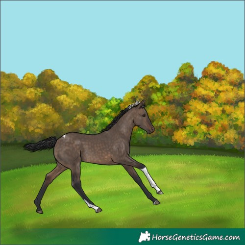 Horse Color:Brown Dun Tobiano Rabicano 