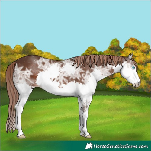Horse Color:Liver Chestnut Ice Sabino Splash 