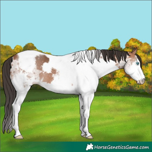 Horse Color:Bay Ice Sabino Splash Tobiano 