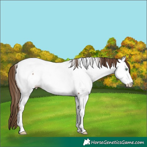 Horse Color:Brown Pearl Appaloosa 