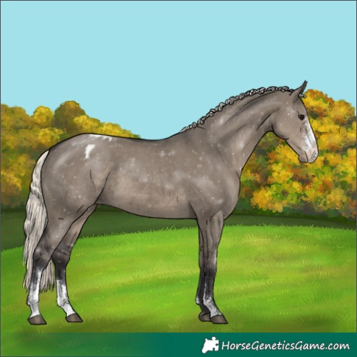Horse Color:Silver Smoky Grullo Sabino Appaloosa 