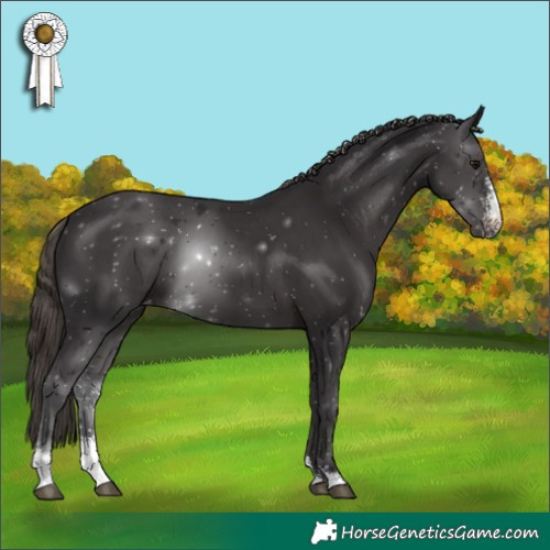 Horse Color:Smoky Black Sabino Appaloosa 