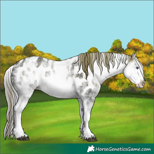 Horse Color:Plaid White Spotted Brown Chinchilla Appaloosa