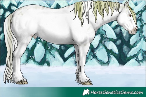 Horse Color:Plaid  Black Chinchilla Pearl Sabino Frame Appaloosa 