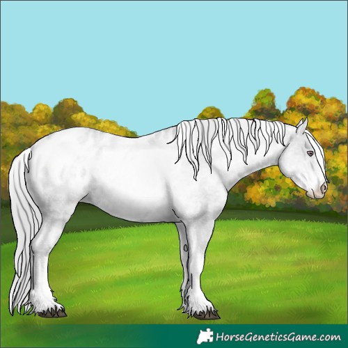 Horse Color:White Spotted Black Chinchilla Pearl Appaloosa 